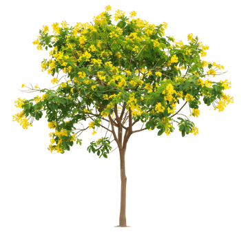 Isolated Larrea Cuneifolia Tree on Clear Background png