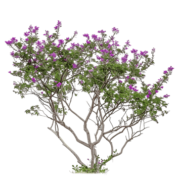 Chilopsis Linearis Tree on Transparent Background png