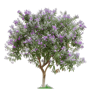 Chilopsis Linearis Isolated on Transparent Background png