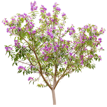 Chilopsis Linearis Tree Isolated on Transparent png