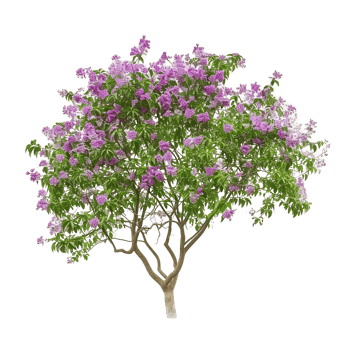 Chilopsis Linearis on Transparent Background Cutout png