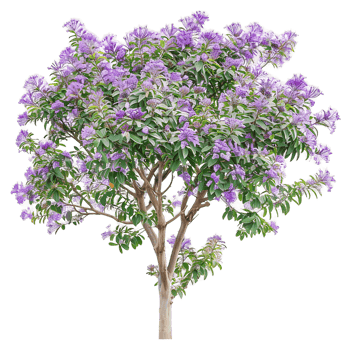 Chilopsis Linearis Tree Isolated on Transparent Background png