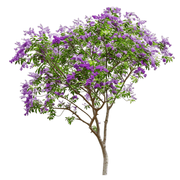Chilopsis Linearis Tree on Transparent Cutout png