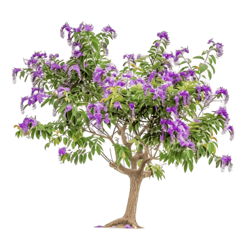 Chilopsis Linearis Tree Isolated on Clear Background png