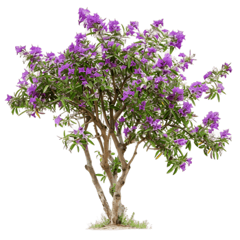 Chilopsis Linearis on Transparent Background png