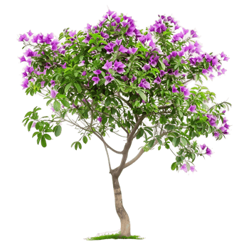 Chilopsis Linearis Tree with Clear Background png