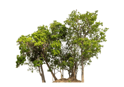 Green tree isolated on transparent background png