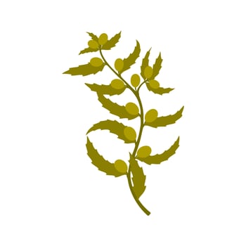 Green seaweed with berries, green underwater plant vector