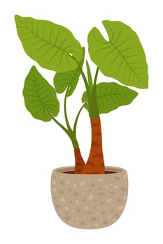 Pot with alocasia odora cartoon green plant vector