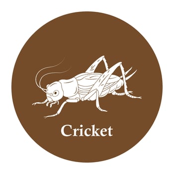 Cricket icon design vector