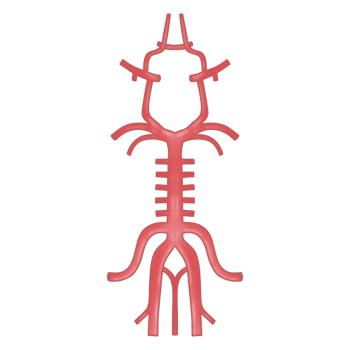 Circle of Willis anatomy structure png
