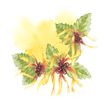 Witch hazel yellow medicinal plant flower and leaves clipart. Hamamelis virginiana on the watercolor stain. Clipart for cosmetics, water, herbal medicine, beauty, cream packaging, national day flyer png