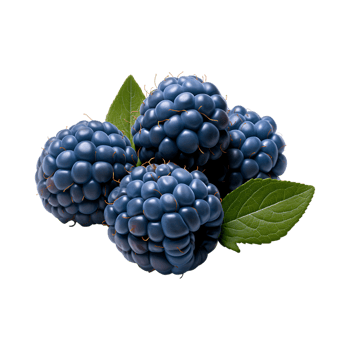 Blue Berries on Transparent Background png