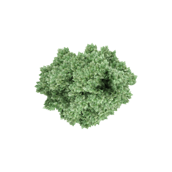 From the top view of Amur Maple Tree for architecture visualization png