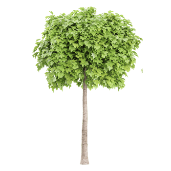 collection of Maple Plant with realistic style png