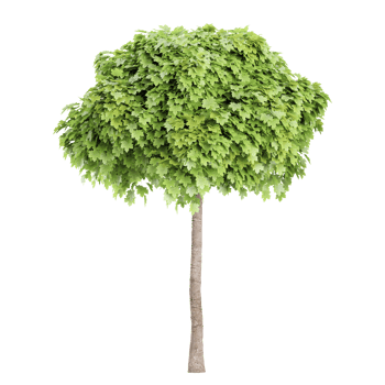 Maple Plant isolated on transparent Canvas png