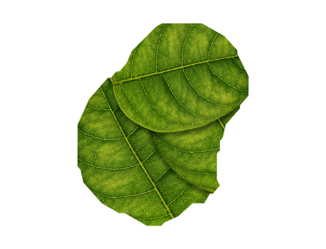Nauru map made of green leaves ecology concept png