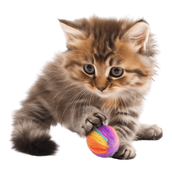 A fluffy kitten playing with a toy isolated on a transparent background png