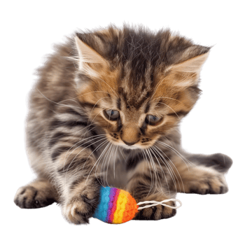 A fluffy kitten playing with a toy isolated on a transparent background png