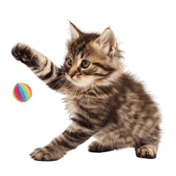 A fluffy kitten playing with a toy isolated on a transparent background png