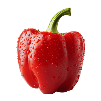 A fresh red pepper with water droplets isolated on a transparent background png