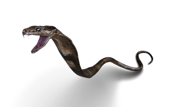 Close-Up Of 3d Illustration King Cobra Snake Attack Pose Isolated Background. png