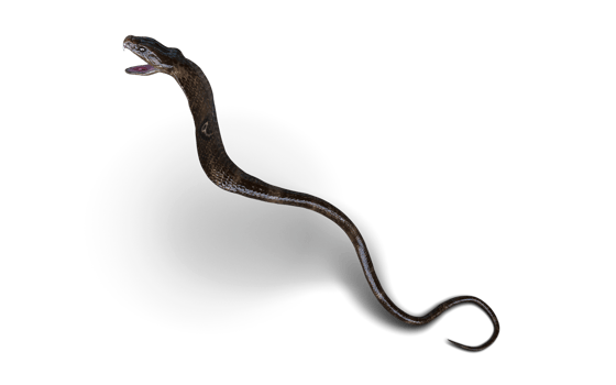 Close-Up Of 3d Illustration King Cobra Snake Attack Pose Isolated Background. png