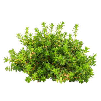 Empetrum Nigrum Bush with Transparent Background Cutout png