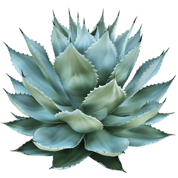 Agave Tequilana Bush on Transparent Background png