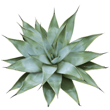 Agave Tequilana Bush Isolated on Clear Background png