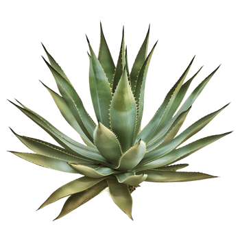 Agave Tequilana Cutout on Transparent png