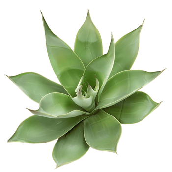 Agave Tequilana Bush on Clear Background png