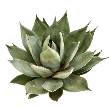 Agave Tequilana Bush Isolated on Transparent Background png