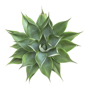 Agave Tequilana Bush Isolated on Transparent Cutout png