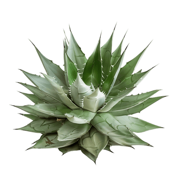 Agave Tequilana Isolated on Clear Background png