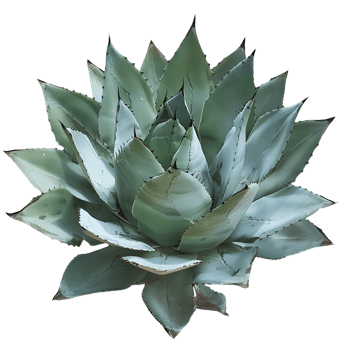 Agave Tequilana Bush on Transparent Background Cutout png