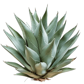 Agave Tequilana on Transparent Background png