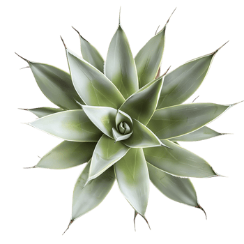 Agave Tequilana Bush with Transparent Background png