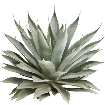 Agave Tequilana Bush Isolated on Transparent png