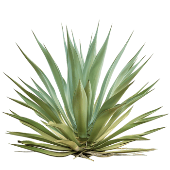 Agave Tequilana on Clear Background Cutout png