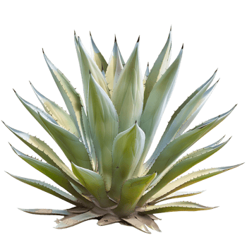 Agave Tequilana Isolated on Clear Cutout png