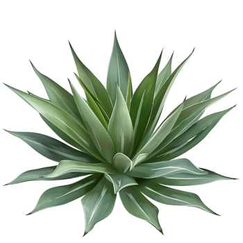 Agave Tequilana on Clear Background png