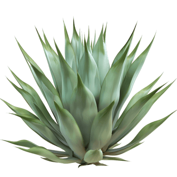 Agave Tequilana on Transparent Cutout png
