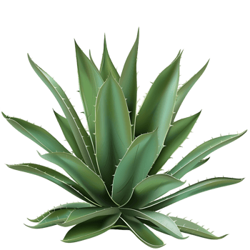 Agave Tequilana Bush Isolated on Clear Background png