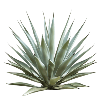 Agave Tequilana Bush on Transparent Background png