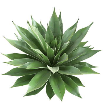 Agave Tequilana Isolated on Transparent Background png