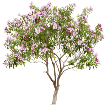 Chilopsis Linearis Tree on Transparent Background png