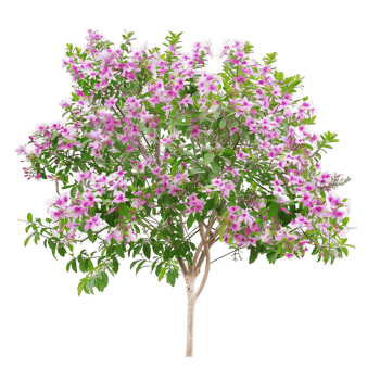Chilopsis Linearis Tree Cutout on Transparent png
