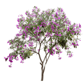 Chilopsis Linearis Tree on Transparent Background Cutout png