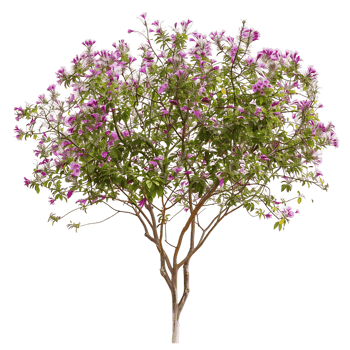Chilopsis Linearis Isolated on Transparent png
